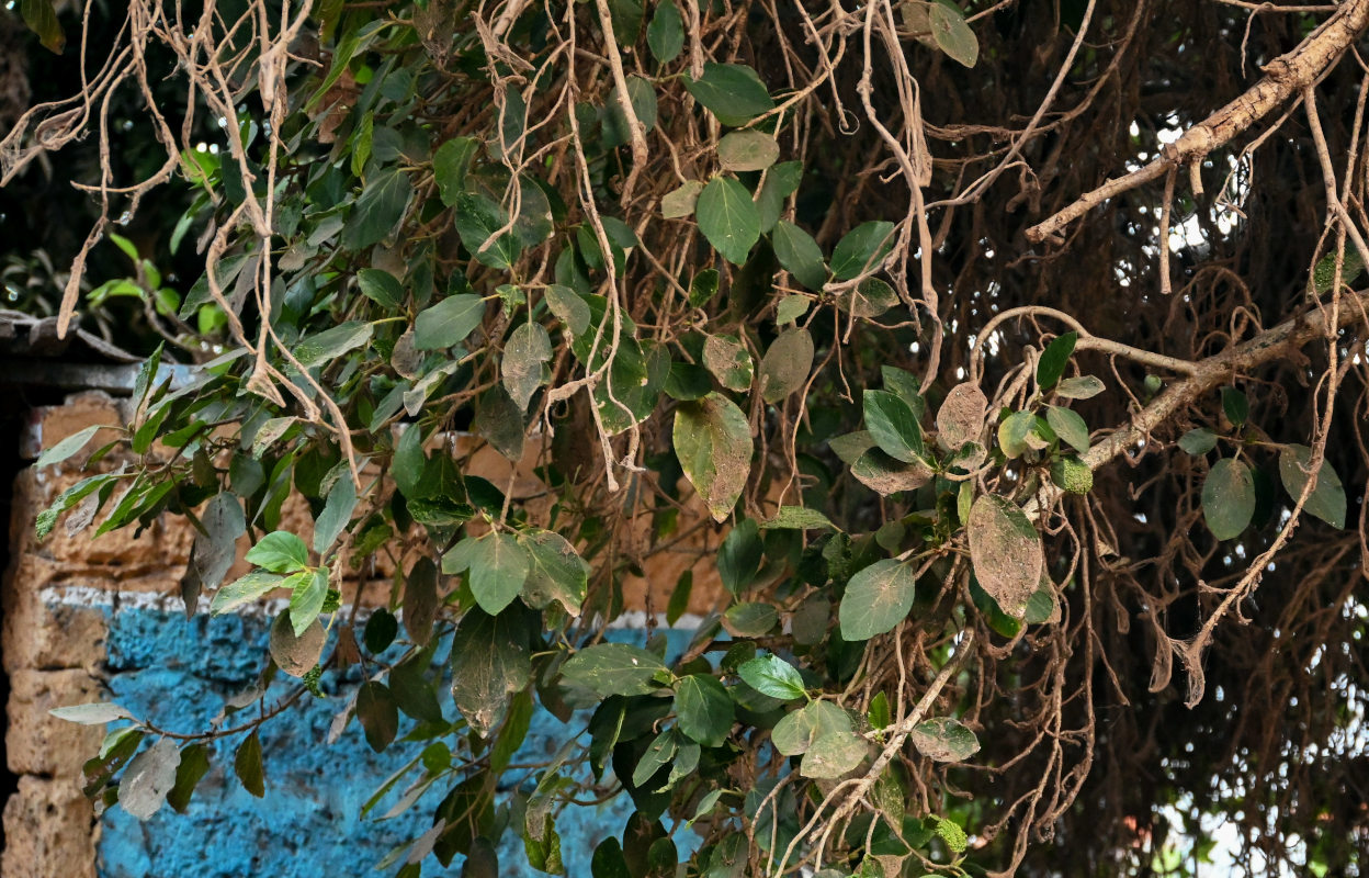 Image of Ficus sycomorus specimen.