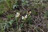 семейство Fabaceae. Верхушка цветущего растения. Челябинская обл., Кыштымский городской округ, оз. Сугомак, северный берег, вершина Голой Сопки, остепнённый участок. 3 июля 2023 г.