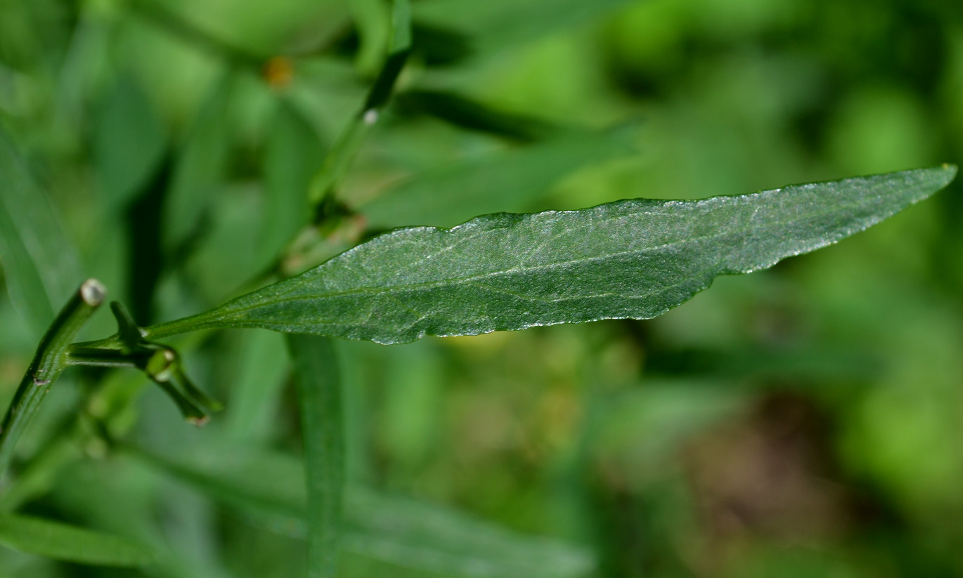 Image of genus Atriplex specimen.