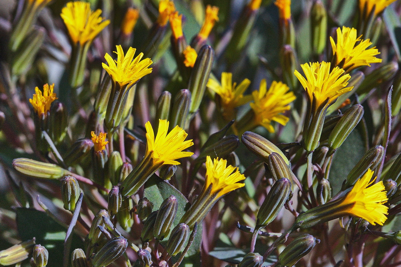 Изображение особи Crepis jacutica.