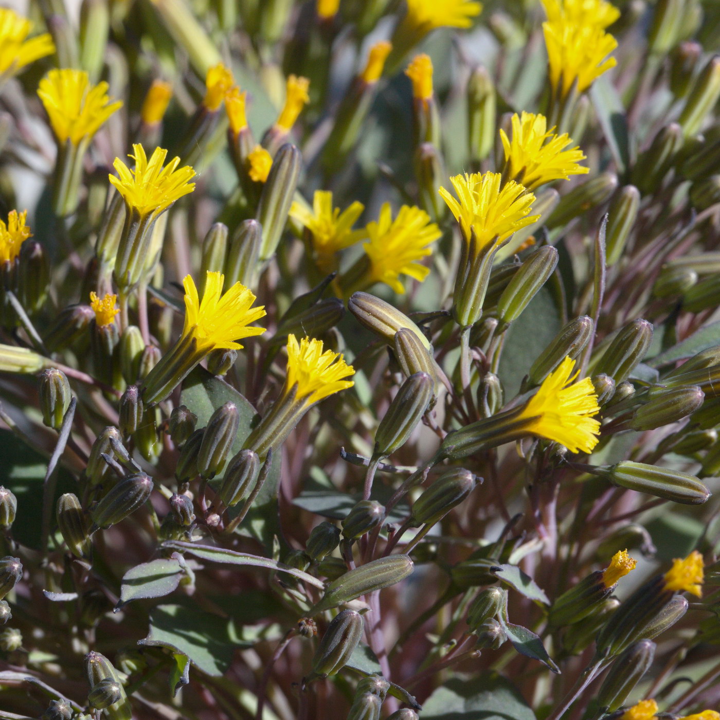 Image of Crepis jacutica specimen.