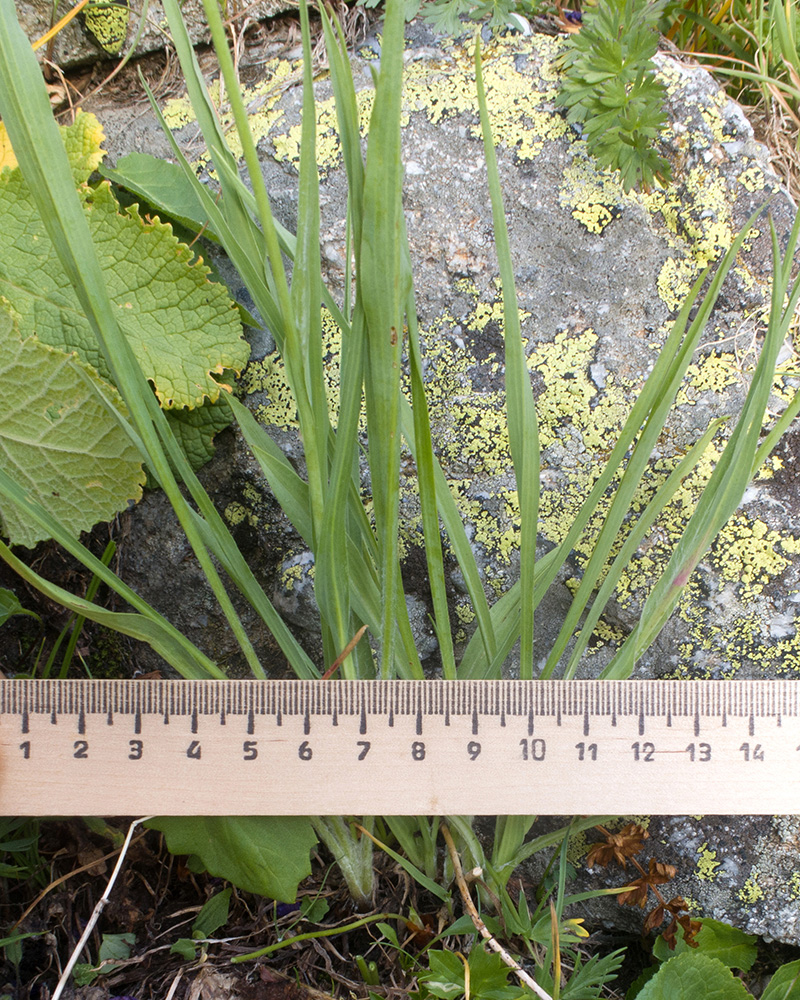 Изображение особи Tragopogon reticulatus.