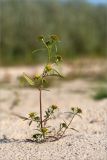 Bidens radiata. Цветущее и плодоносящее растение. Нижегородская обл., Володарский р-н; берег р. Ока, песчаная коса. 15.09.2023.