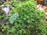 Rhodobryum ontariense