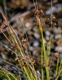 Juncus decipiens