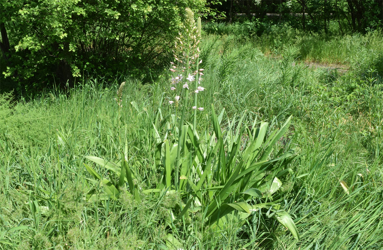 Image of Eremurus aitchisonii specimen.