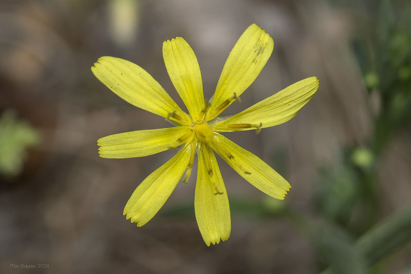 Изображение особи семейство Asteraceae.