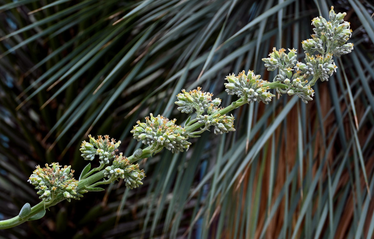 Image of Kalanchoe luciae specimen.