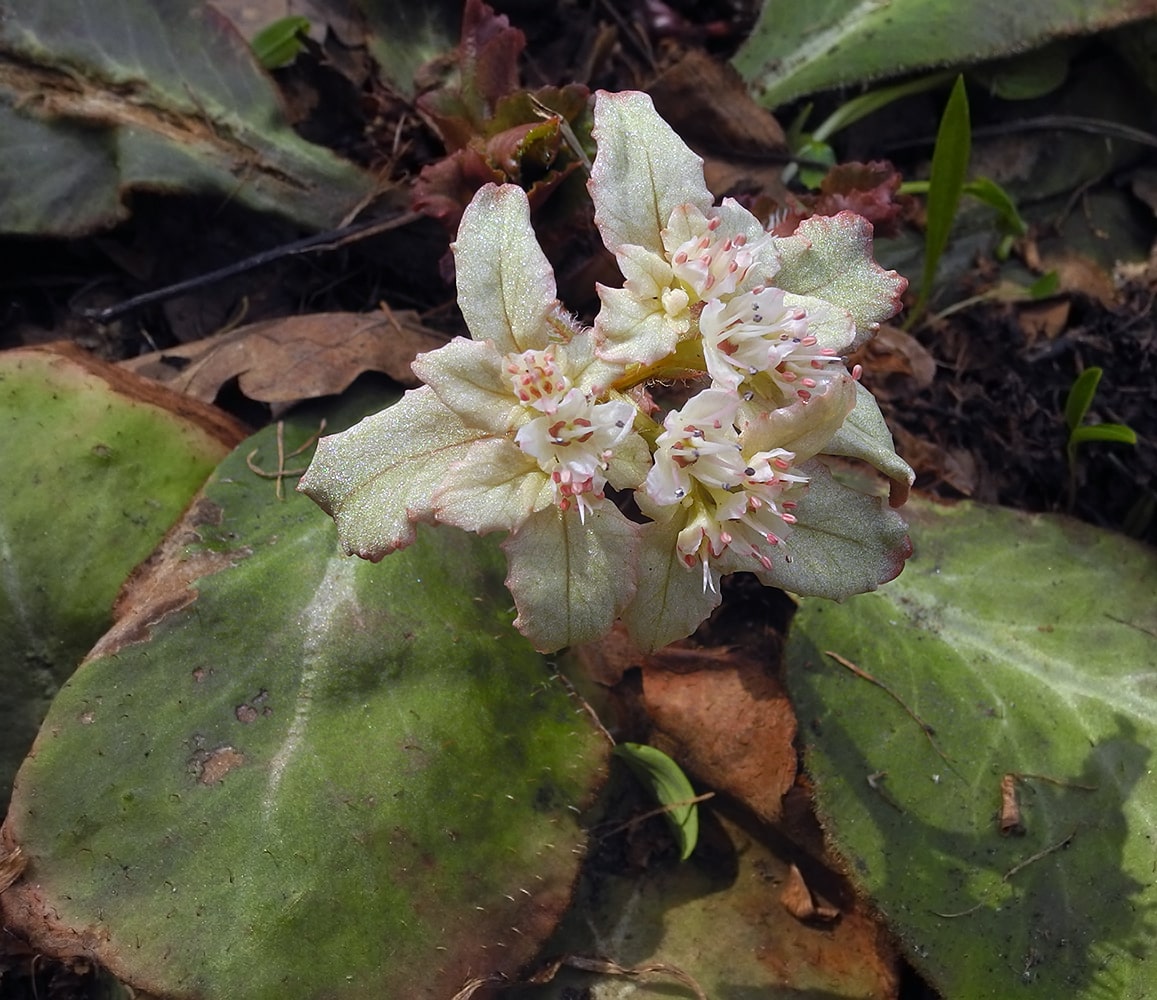 Изображение особи Chrysosplenium macrophyllum.