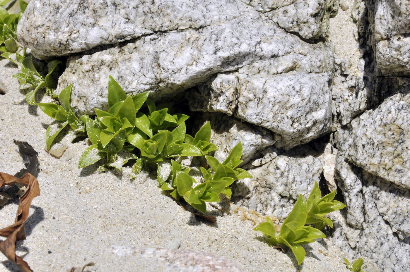 Image of Honckenya peploides ssp. major specimen.