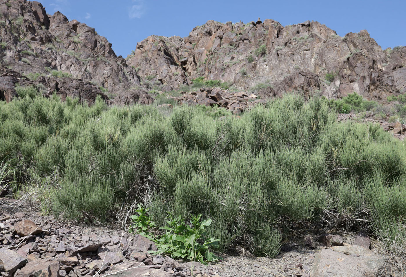 Image of Ephedra equisetina specimen.