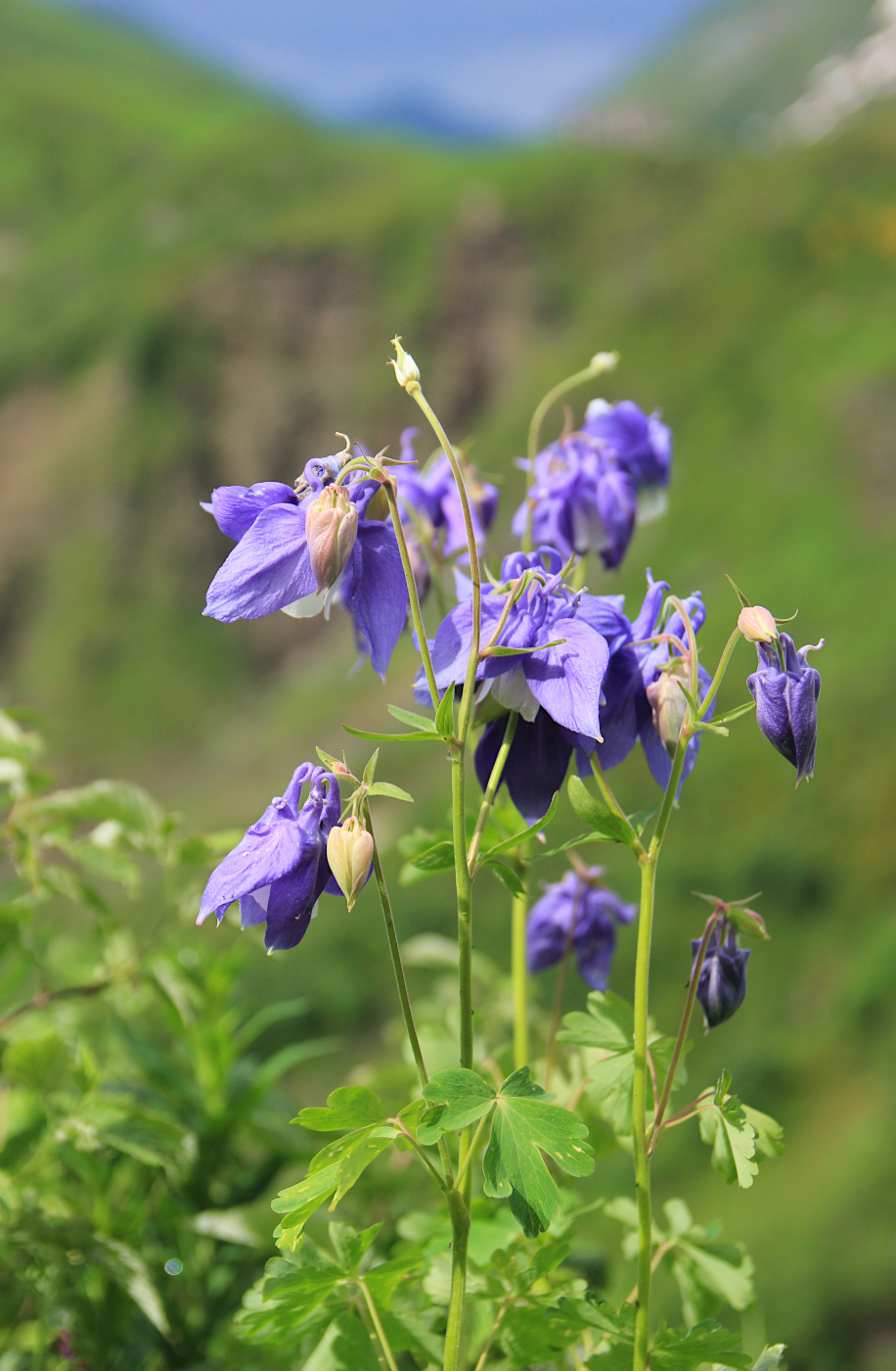 Изображение особи Aquilegia olympica.