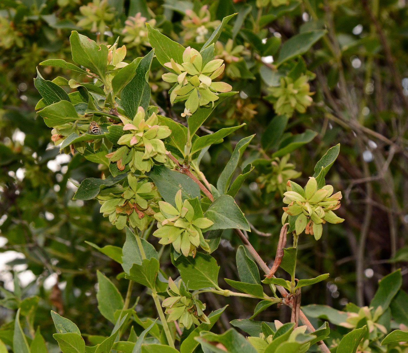 Image of Zabelia corymbosa specimen.