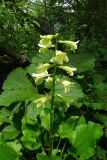 Cardiocrinum cordatum