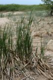 Typha angustifolia. Молодые и сухие прошлогодние побеги. Ленинградская обл., г. Сосновый Бор, окр. Приморского парка, берег Финского залива, песчаный пляж. 09.06.2024.