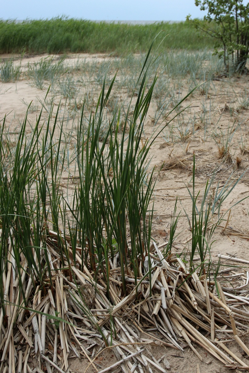 Изображение особи Typha angustifolia.