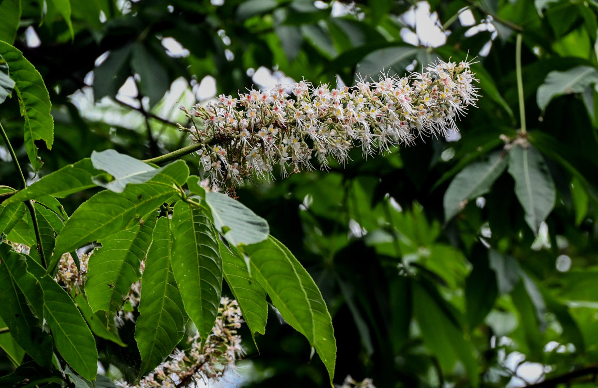 Изображение особи Aesculus chinensis.