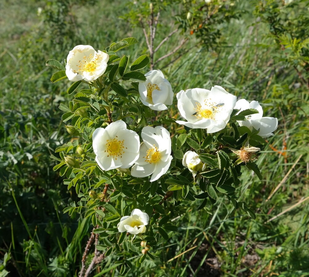 Изображение особи Rosa spinosissima.