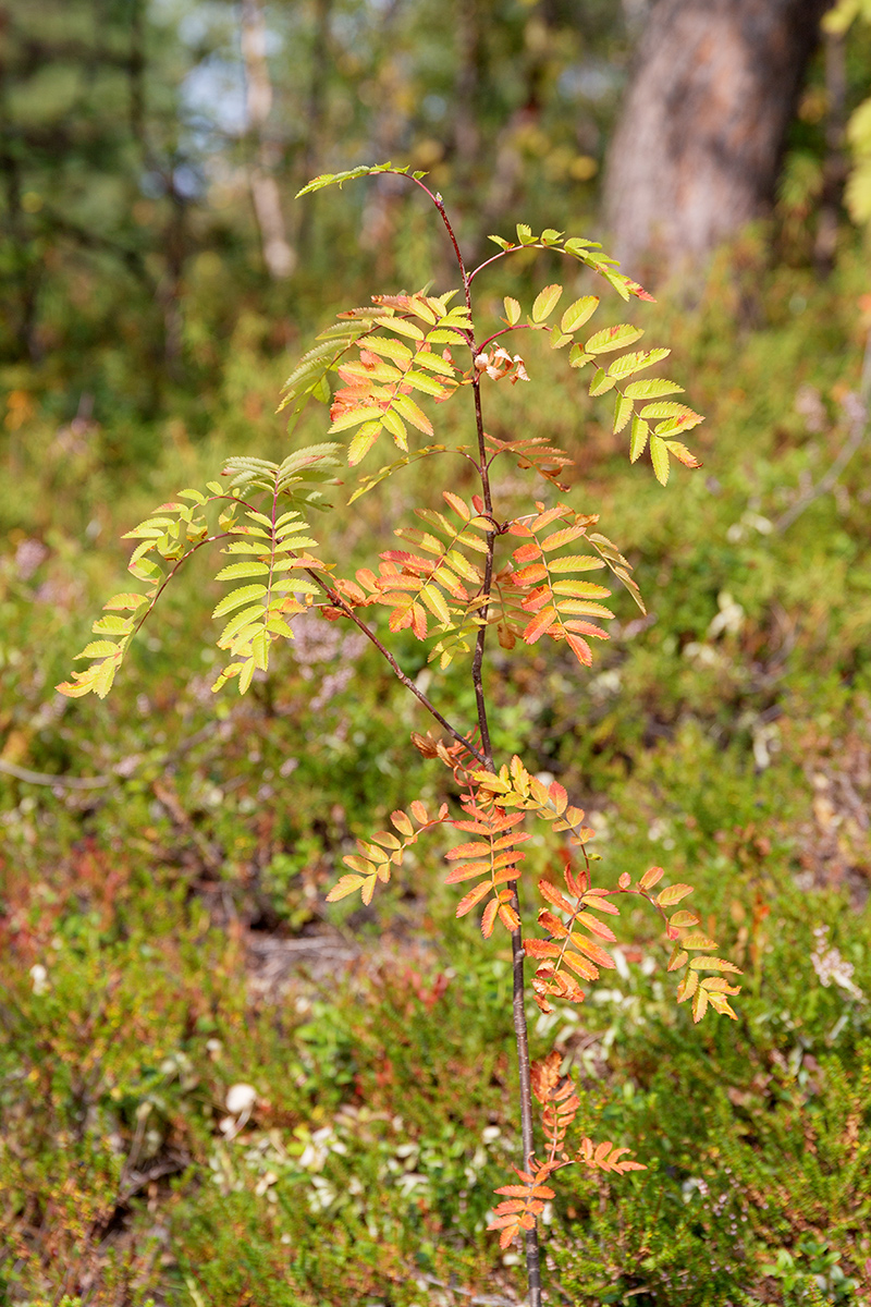 Image of Sorbus aucuparia ssp. glabrata specimen.