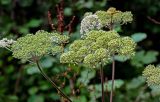 Angelica sylvestris. Соплодия. Московская обл., Волоколамский гор. округ, долина р. Каменка, смешанный лес. 17.08.2024.