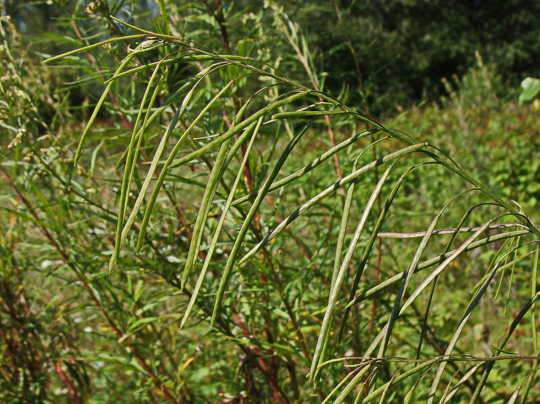 Изображение особи Arabis pendula.