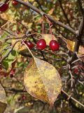 Malus mandshurica. Соплодие с повреждённым плодом и лист в осенней окраске. Хабаровский край, окр. г. Комсомольск-на-Амуре, дол. руч. Тёплый ключ. 23.09.2024.