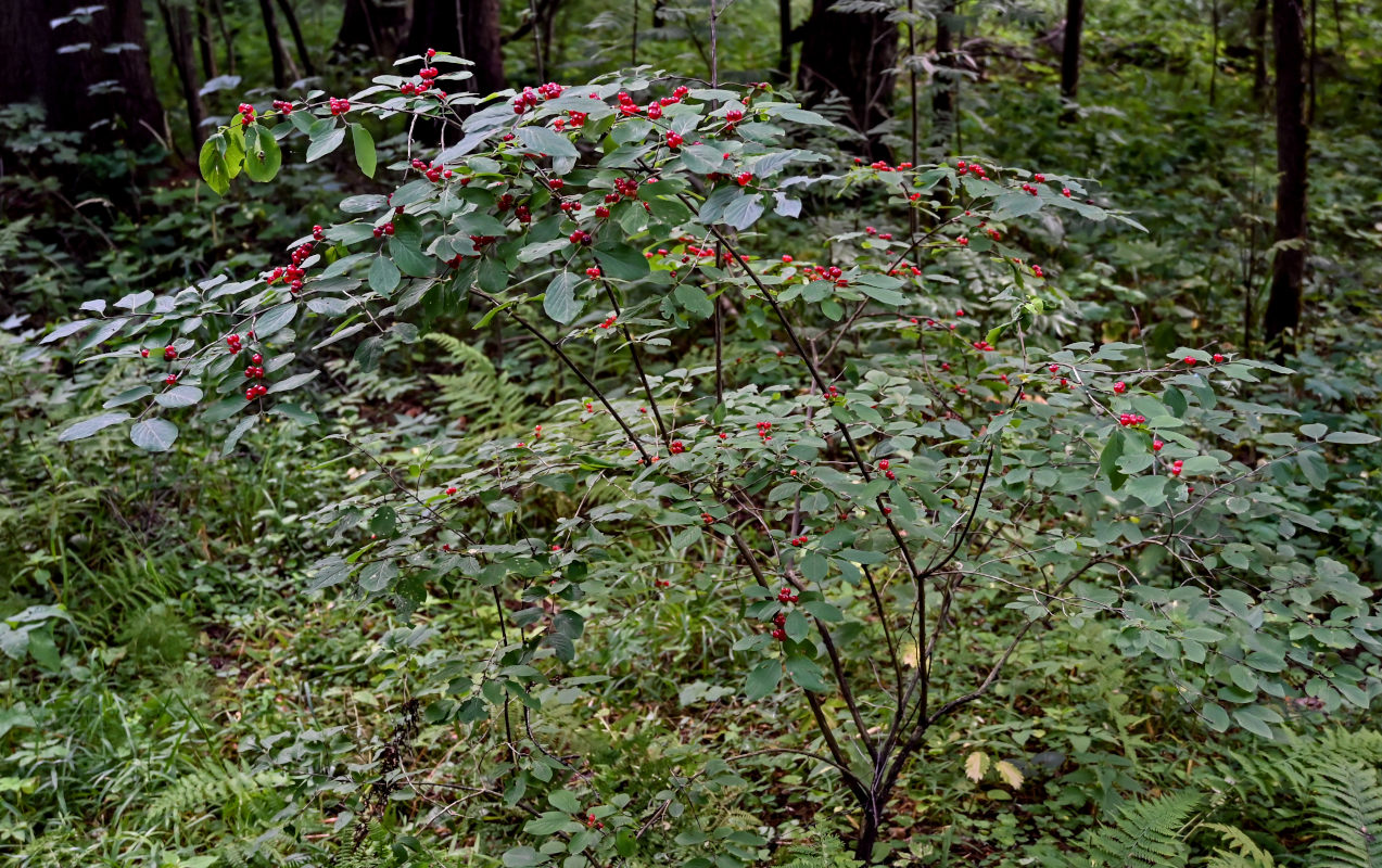 Image of Lonicera xylosteum specimen.