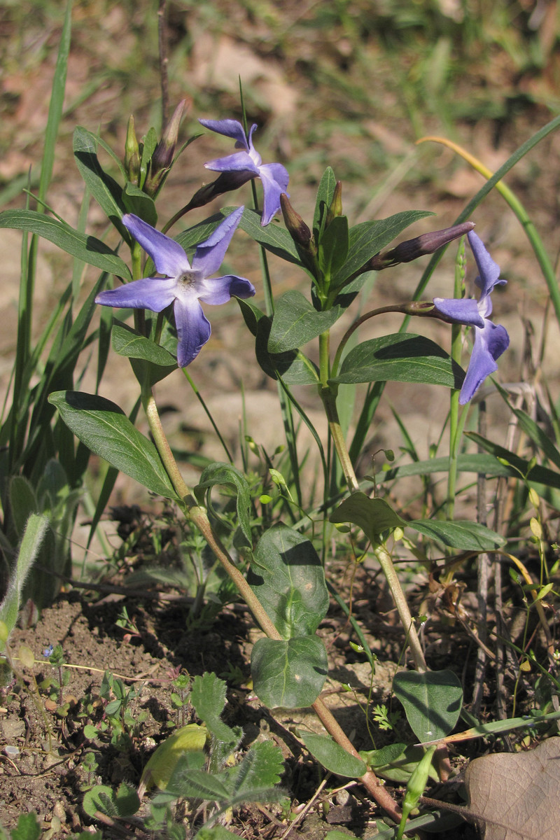 Изображение особи Vinca herbacea.