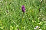 Dactylorhiza euxina. Цветущее растение в сообществе с цветущими Phleum и Carex. Кабардино-Балкария, Эльбрусский р-н, средняя часть дол. Терскол, выс. 2450 м н.у.м., заболоченный участок. 16 июня 2018 г.