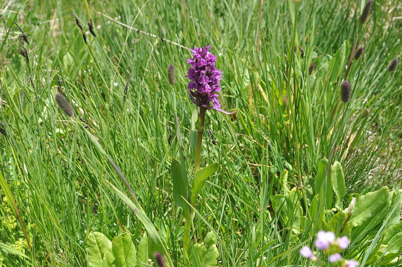 Image of Dactylorhiza euxina specimen.