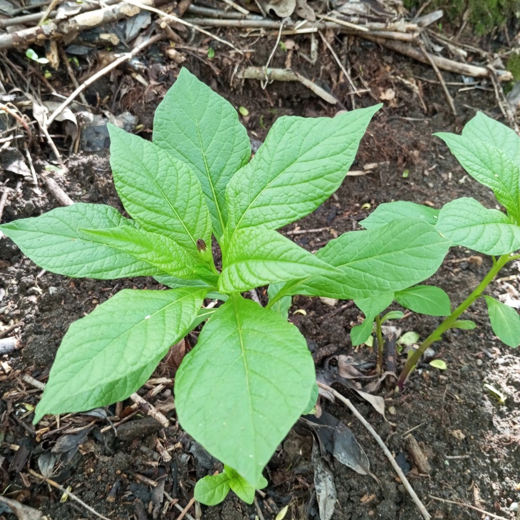 Изображение особи Scopolia carniolica.