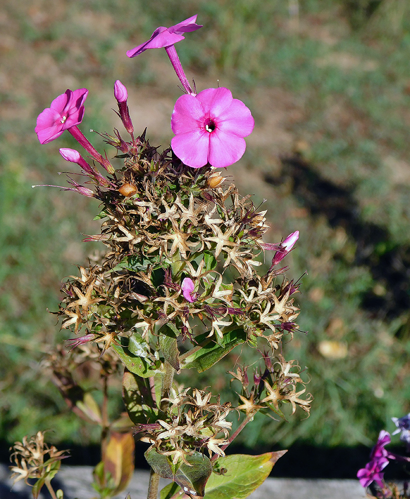 Image of Phlox paniculata specimen.