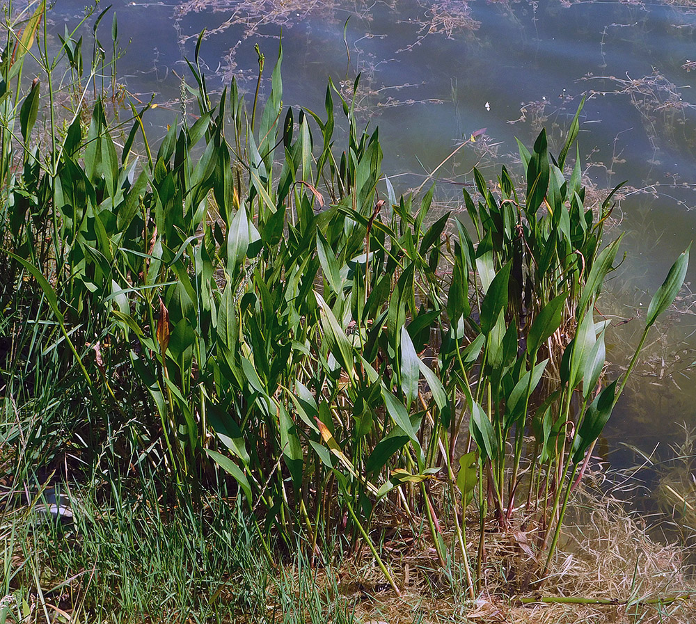 Image of Alisma lanceolatum specimen.