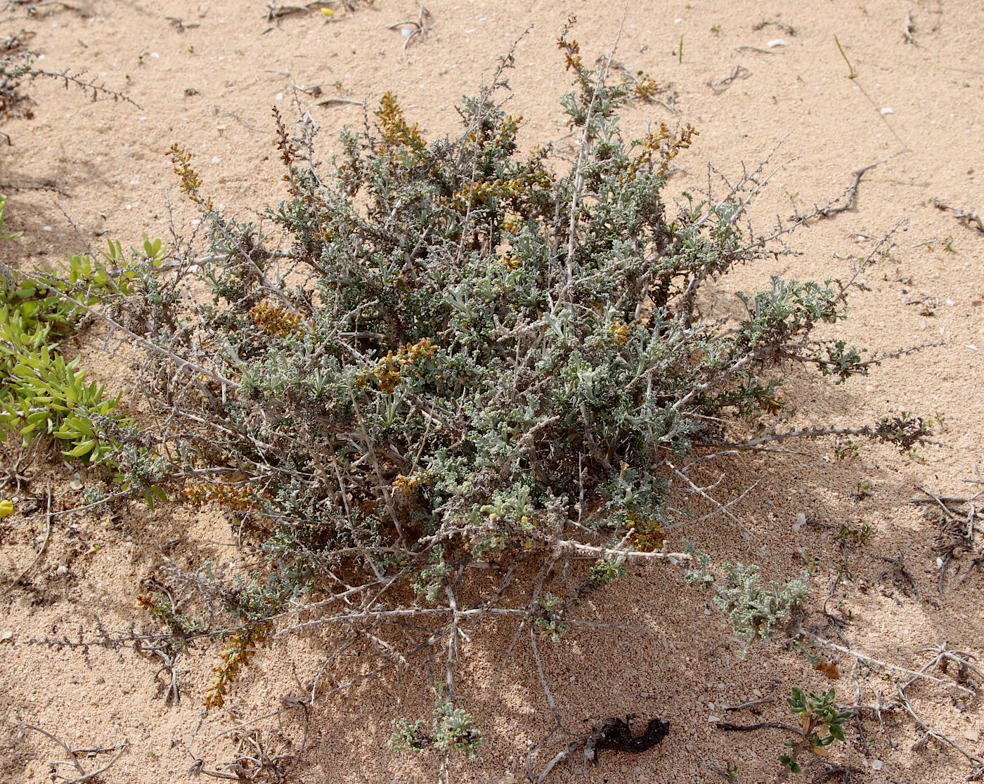 Image of Artemisia herba-alba specimen.