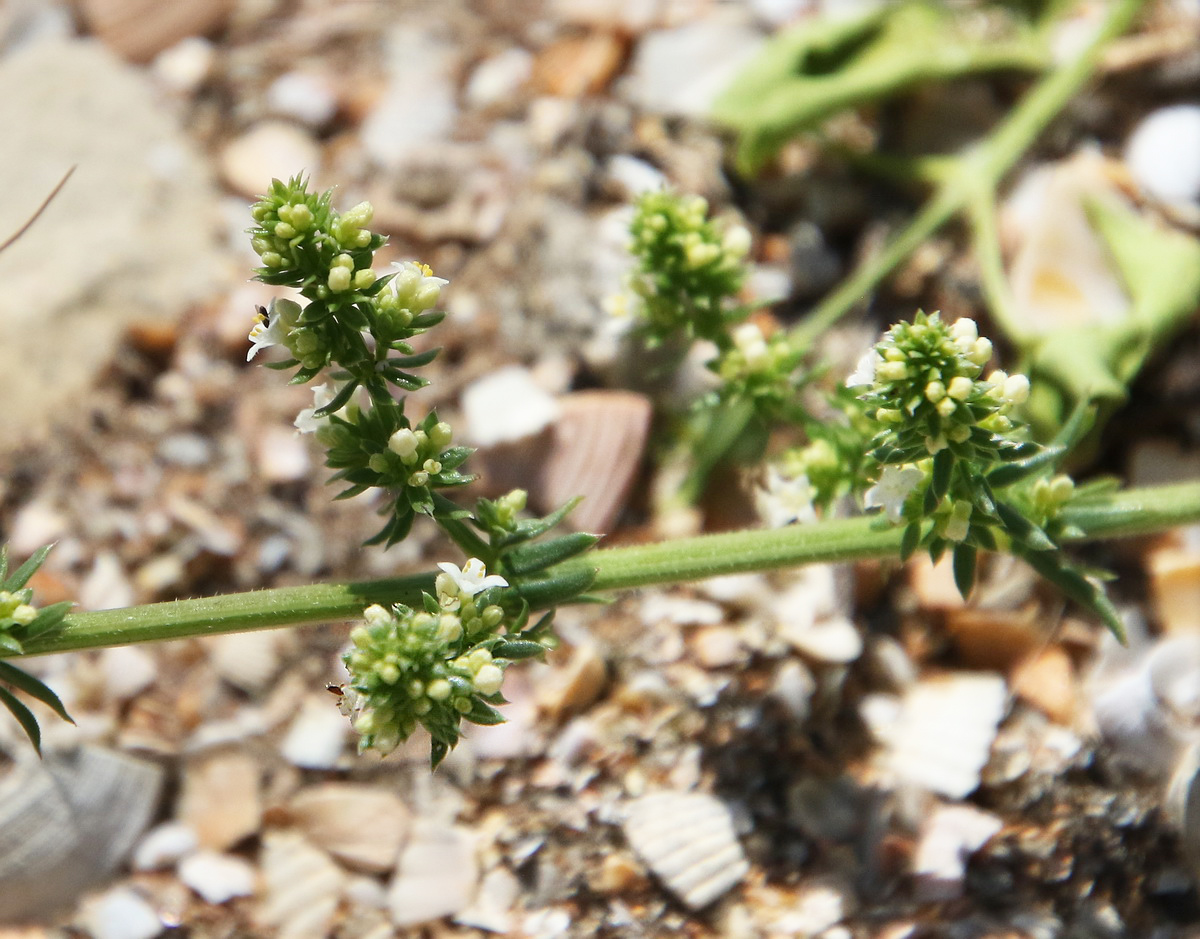 Image of Galium humifusum specimen.