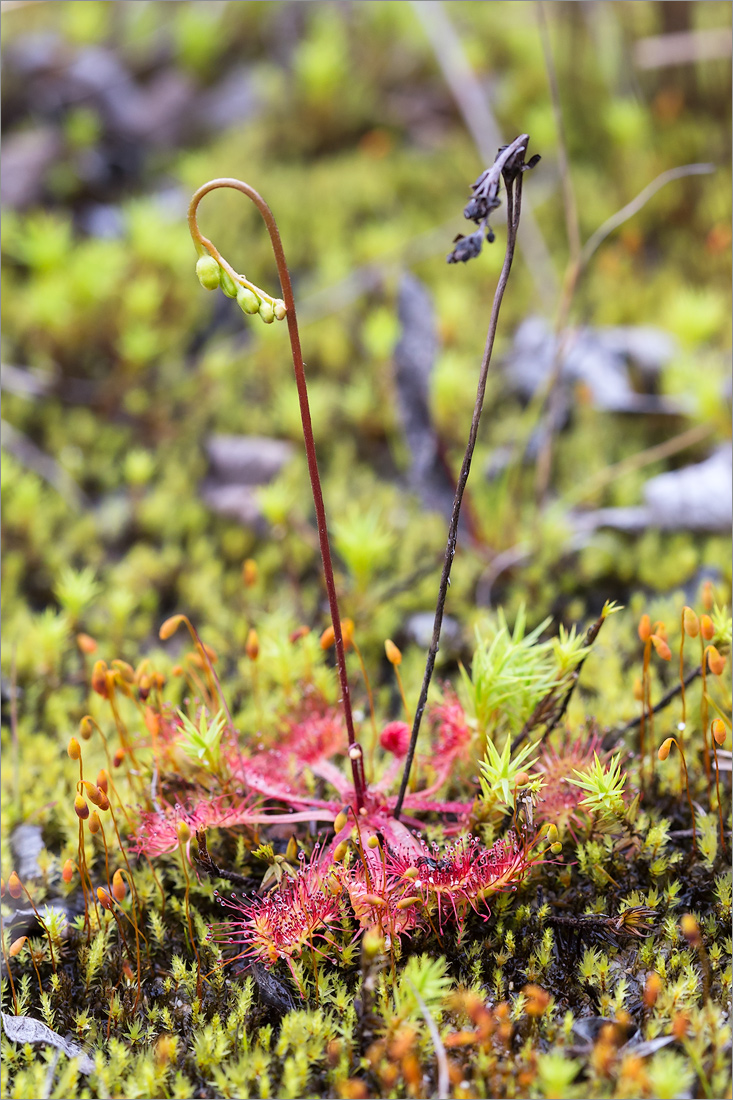 Image of Drosera anglica specimen.