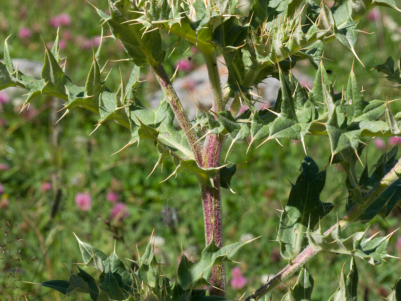 Изображение особи Cirsium balkharicum.