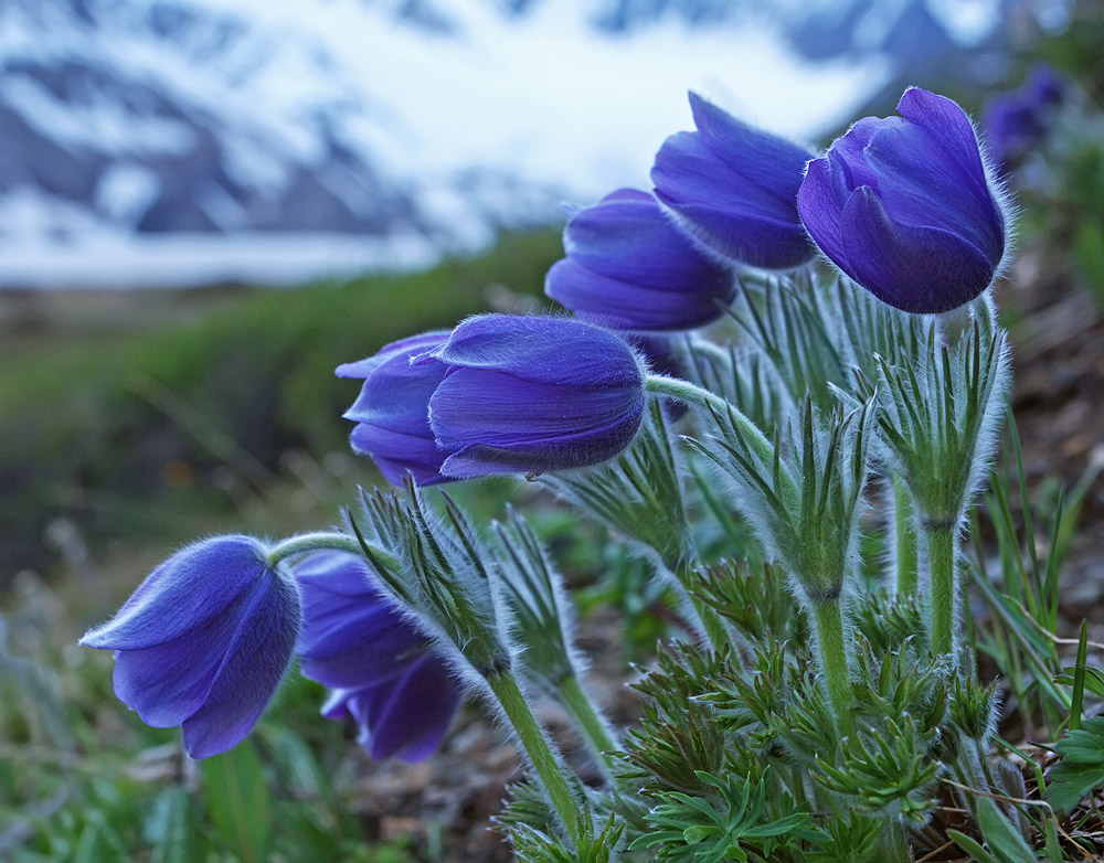 Изображение особи Pulsatilla patens.