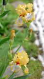 genus Iris