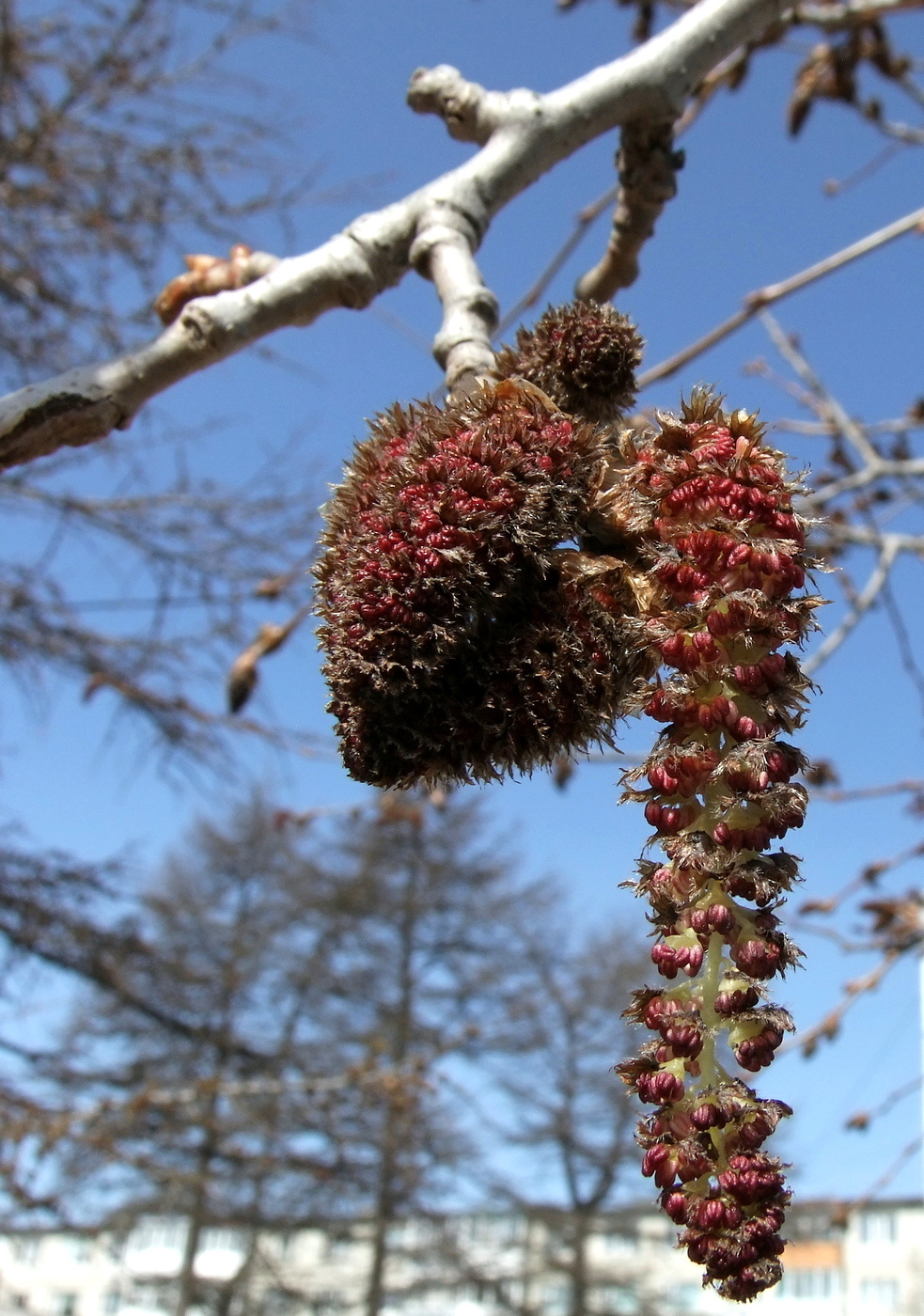 Image of Populus tremula specimen.