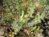 Смотреть изображение Centaurea benedicta