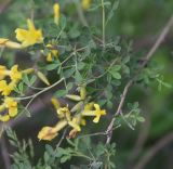 View full-size image Chamaecytisus ruthenicus