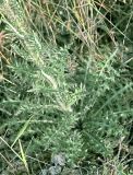 Смотреть изображение Cirsium palustre