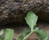 View full-size image Aubrieta canescens
