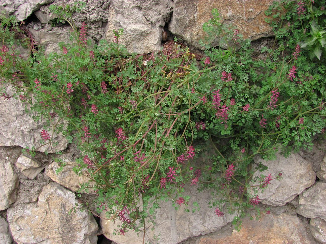 Image of Fumaria officinalis specimen.