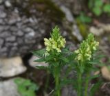 View full-size image Pedicularis sibthorpii