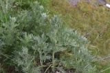 View full-size image genus Artemisia