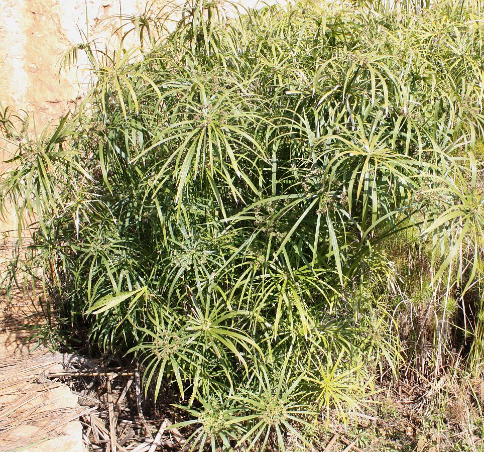 Image of Cyperus involucratus specimen.