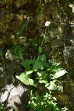 View full-size image Valeriana alliariifolia