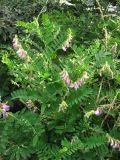 Vicia cassubica. Цветущее растение. ЮВ Крым, гора Эчки-Даг. 10 июня 2011 г.
